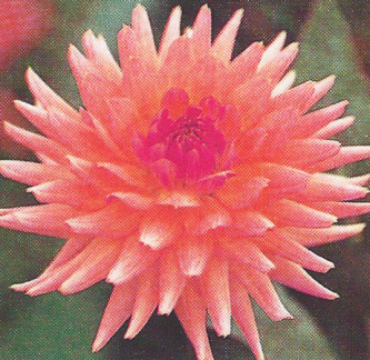 Dahlia ' MARY JO '  (Min..S.C. (Dwarf))  Franz  USA  1968  (Ferncliff Gardens, Canada 1996)